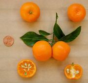 ‘卡拉蒙丁’Calamondin, Citrus × microcarpa