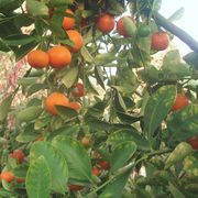 ‘卡拉蒙丁’Calamondin