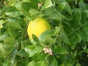 ‘奇安特键’莱姆Giant Key Lime