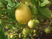 ‘金杰’Ginger lime