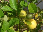 ‘金杰’莱姆Ginger lime