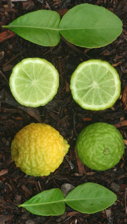 ‘卡菲尔’莱姆 Kaffir lime, Citrus hystrix