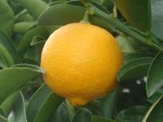 ‘印度’莱姆Indian lime, Citrus × limon