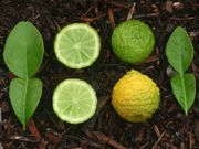 ‘卡菲尔’莱姆Kaffir lime, Citrus hystrix