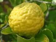 ‘卡菲尔’莱姆Kaffir lime, Citrus hystrix
