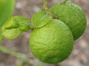 ‘卡菲尔’莱姆Kaffir lime, Citrus hystrix