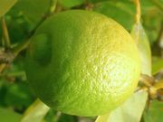 ‘键’莱姆Key lime