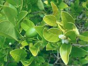 ‘键’莱姆Key lime