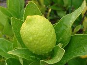 ‘库塞挨’'Kusaie' lime