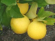 ‘草家’莱姆'Kusaie' lime