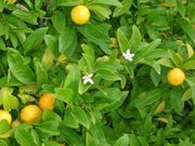 ‘草家’莱姆'Kusaie' lime