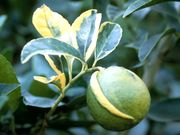 ‘杂色波斯’莱姆Variegated Persian lime