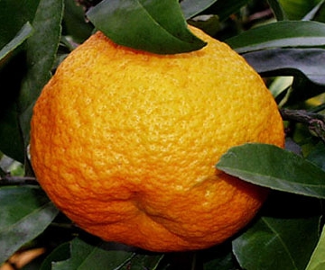 ‘科纳’莱姆Citrus × jambhiri 'Kona Lime'