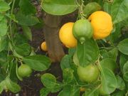 ‘马拉喀什利梅塔’莱姆Marrakech limonetta