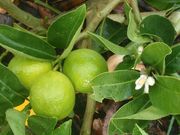 ‘玛丽艾伦’甜莱姆'Mary Ellen' sweet lime