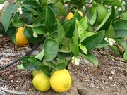 ‘玛丽艾伦’甜莱姆'Mary Ellen' sweet lime