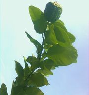 ‘默迪卡’莱姆Merdeka lime