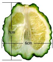 ‘默迪卡’莱姆Merdeka lime