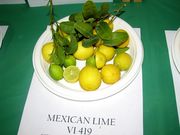 ‘墨西哥’莱姆Mexican lime