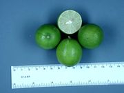 ‘墨西哥’莱姆Mexican lime