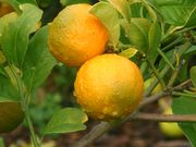 ‘奥塔海特’莱姆'Otaheite' lime