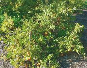 ‘奥塔海特’莱姆'Otaheite' lime