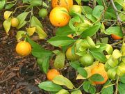 ‘奥塔海特’莱姆'Otaheite' lime