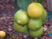 ‘巴勒斯坦’莱姆Palestine sweet lime, Citrus × limon