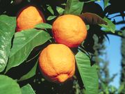 ‘朗布尔贾恩’莱姆Rangpur lime, 'Rangpour jaune'