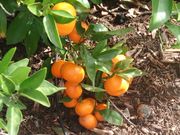 ‘朗布尔’莱姆Rangpur lime