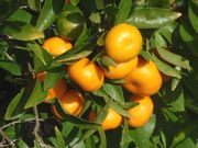 ‘朗布尔’莱姆Rangpur lime