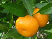 ‘朗布尔’莱姆Rangpur lime