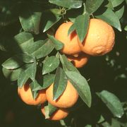 ‘婆罗洲’朗布尔莱姆Rangpur lime 'Borneo'
