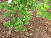 ‘墨西哥无刺’莱姆Thornless Mexican lime