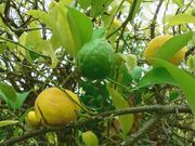 ‘万加赛’粗柠檬 Vangassay, Citrus jambhiri