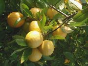 ‘云得’Winged lime