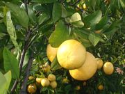 ‘云得’Winged lime