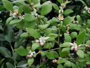 '澳洲圆莱姆' Citrus australis, Australian round lime