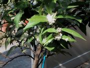 '罗素河'莱姆Russel River lime, Citrus inodora