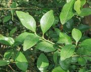 新几内亚野生莱姆Citrus warburgiana, New Guinea wild lime