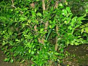 新几内亚野生莱姆Citrus warburgiana, New Guinea wild lime