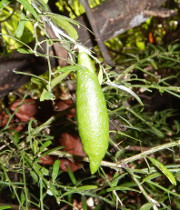 '布朗河'指檬 Brown River finger lime, Citrus wintersii