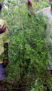 '布朗河'指檬 Brown River finger lime, Citrus wintersii