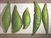 '布朗河'指檬 Brown River finger lime, Citrus wintersii