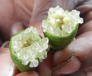 '布朗河'指檬 Brown River finger lime, Citrus wintersii