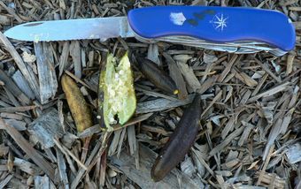 澳指檬Australian finger limes