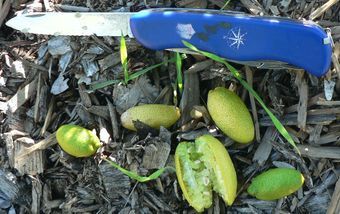 澳指檬Australian finger limes