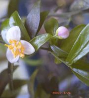 '红指檬' Citrus australasica var. sanguinea