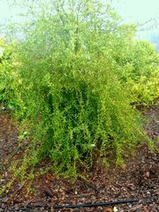 '澳洲沙漠'莱姆Australian desert lime