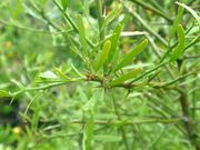 '澳洲沙漠'莱姆Australian desert lime